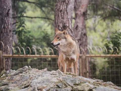 Wolf 4K Wallpaper · animals · 3840×2880