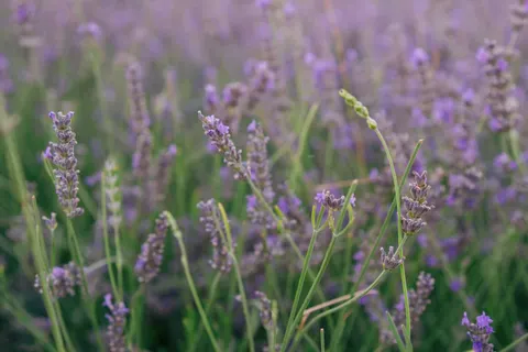 Fond d'écran Champ de lavande 4K · flowers · 3840×2560