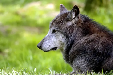 Wolf 4K Wallpaper · animals · 3840×2560