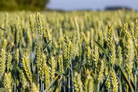 Wheat Field 4K Wallpaper · nature · 3840×2560