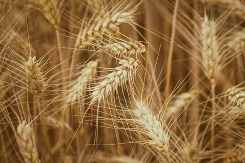 Wheat Field 4K Wallpaper · nature · 3840×2560