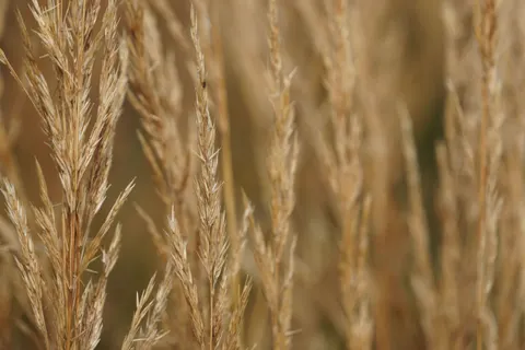 Wheat Field 4K Wallpaper · nature · 3840×2560