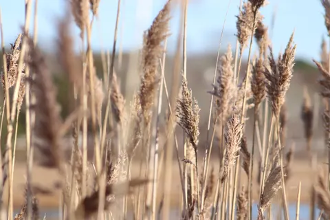 Wheat Field 4K Wallpaper · nature · 3840×2560