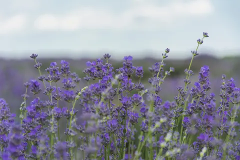Fond d'écran Champ de lavande 4K · flowers · 3840×2560