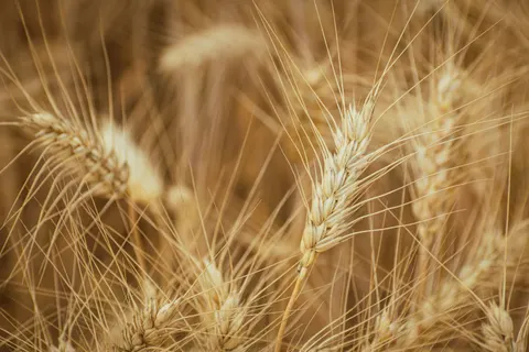 Wheat Field 4K Wallpaper · nature · 3840×2560
