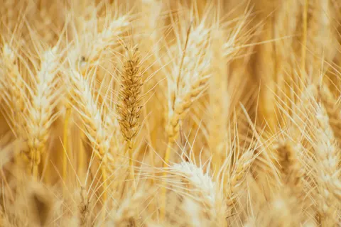 Wheat Field 4K Wallpaper · nature · 3840×2560