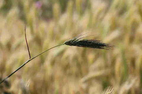 Wheat Field 4K Wallpaper · nature · 3840×2560
