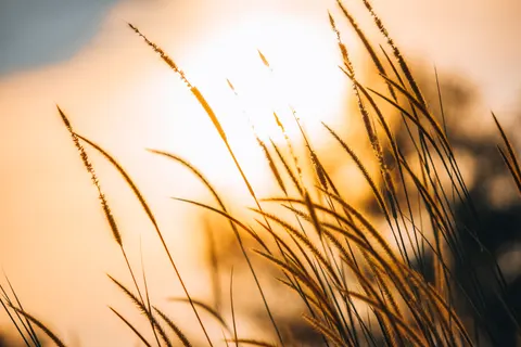Wheat Field 4K Wallpaper · nature · 3840×2560