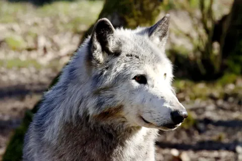 Wolf 4K Wallpaper · animals · 3840×2560