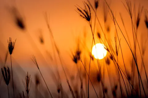 Wheat Field 4K Wallpaper · nature · 3840×2560