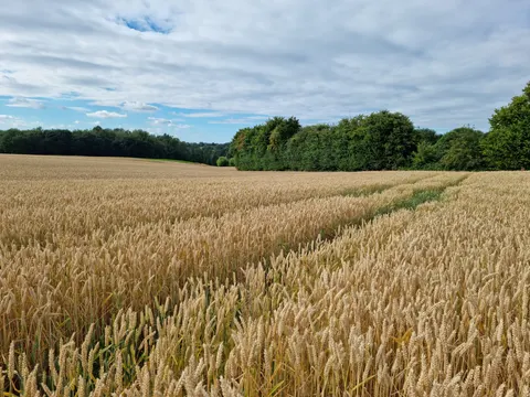 Wheat Field 4K Wallpaper · nature · 3840×2880