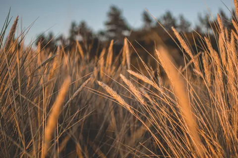 Wheat Field 4K Wallpaper · nature · 3840×2560