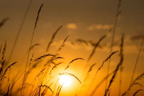 Wheat Field 4K Wallpaper · nature · 3840×2560