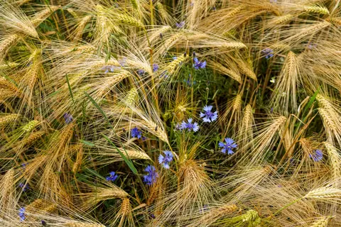 Wheat Field 4K Wallpaper · nature · 3840×2560