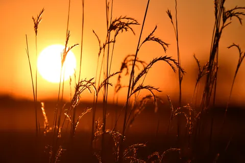 Wheat Field 4K Wallpaper · nature · 3840×2560