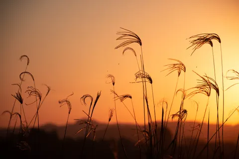 Wheat Field 4K Wallpaper · nature · 3840×2560