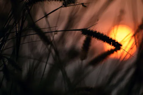 Wheat Field 4K Wallpaper · nature · 3840×2560