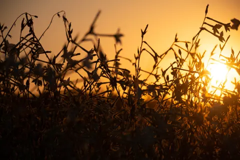 Wheat Field 4K Wallpaper · nature · 3840×2560