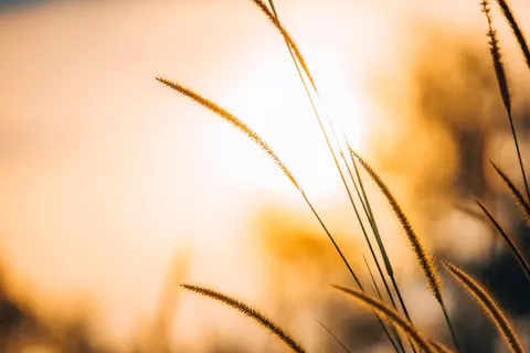 Wheat Field 4K Wallpaper · nature · 3840×2560