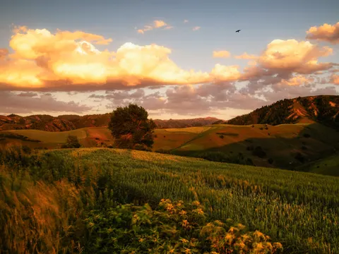 Wheat Field 4K Wallpaper · nature · 3840×2880