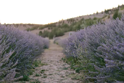 Fond d'écran Champ de lavande 4K · flowers · 3840×2560