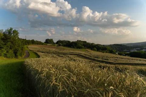 Wheat Field 4K Wallpaper · nature · 3840×2560