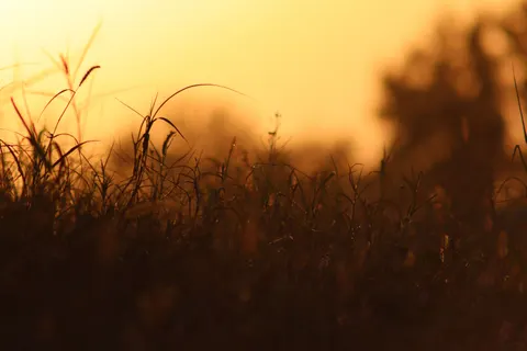 Wheat Field 4K Wallpaper · nature · 3840×2560