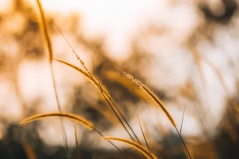 Wheat Field 4K Wallpaper · nature · 3840×2560