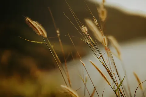 Wheat Field 4K Wallpaper · nature · 3840×2560