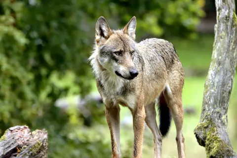 Wolf 4K Wallpaper · animals · 3840×2560