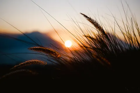 Wheat Field 4K Wallpaper · nature · 3840×2560