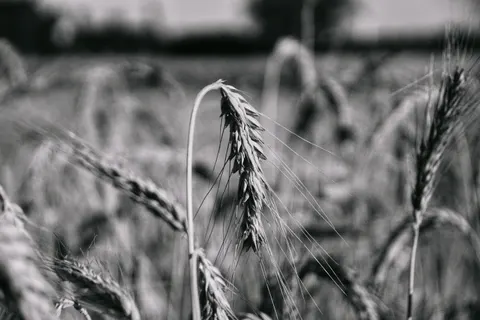 Wheat Field 4K Wallpaper · nature · 3840×2560