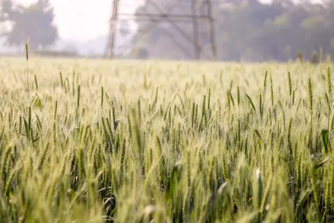 Wheat Field 4K Wallpaper · nature · 3840×2560