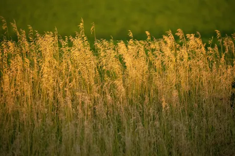 Wheat Field 4K Wallpaper · nature · 3840×2560