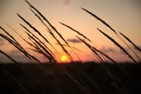 Wheat Field 4K Wallpaper · nature · 3840×2566