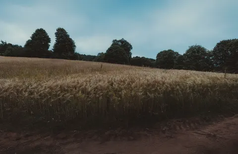 Wheat Field 4K Wallpaper · nature · 3840×2489