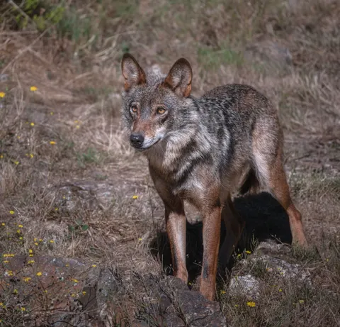 Wolf 4K Wallpaper · animals · 3840×3683