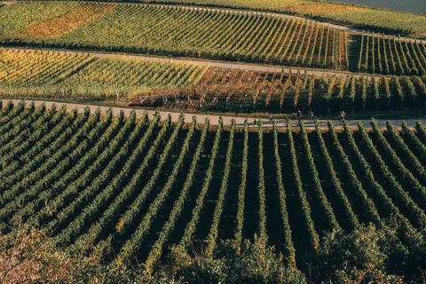 Vineyard Hills 4K Wallpaper · nature · 3840×2560