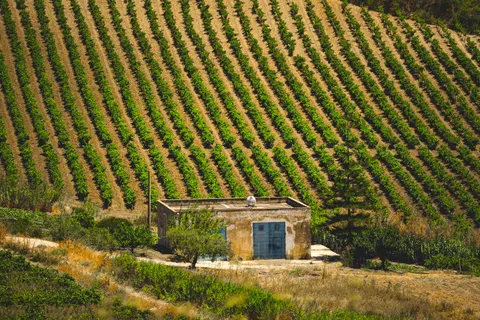 Vineyard Hills 4K Wallpaper · nature · 3840×2560