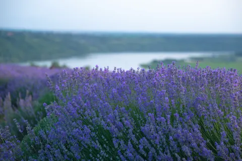 Fond d'écran Champ de lavande 4K · flowers · 3840×2563
