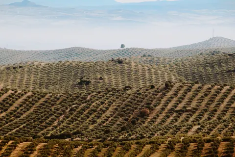 Vineyard Hills 4K Wallpaper · nature · 3840×2560