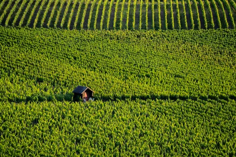 Vineyard Hills 4K Wallpaper · nature · 3840×2560
