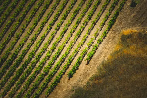 Vineyard Hills 4K Wallpaper · nature · 3840×2560