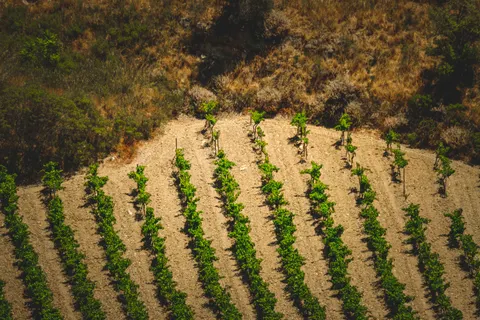 Vineyard Hills 4K Wallpaper · nature · 3840×2560