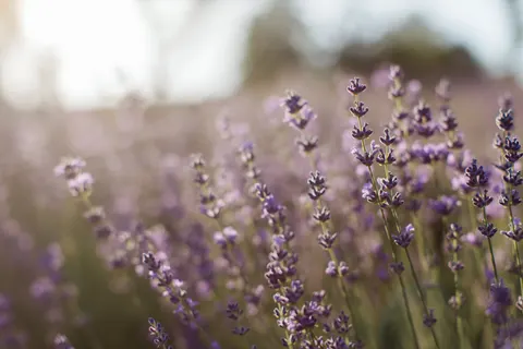 薰衣草田 4K壁纸 · flowers · 3840×2560
