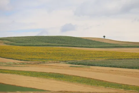 Vineyard Hills 4K Wallpaper · nature · 3840×2560