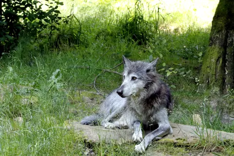 Wolf 4K Wallpaper · animals · 3840×2560
