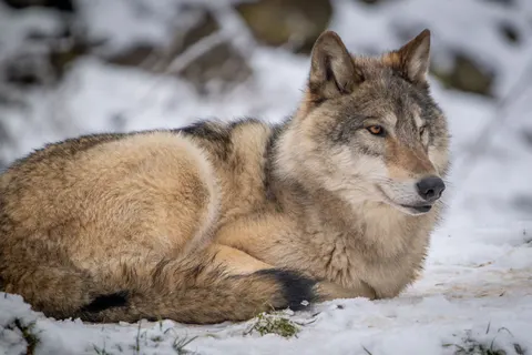 Wolf 4K Wallpaper · animals · 3840×2560