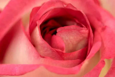خلفية وردة بدقة 4K · flowers · 3840×2560
