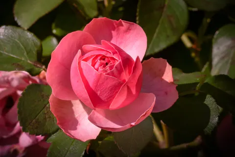 Rose 4K Wallpaper · flowers · 3840×2560